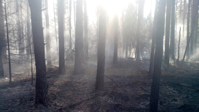 В МЧС обеспокоены лесными пожарами