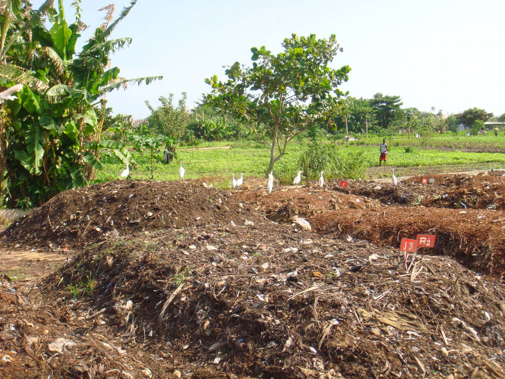 Compost_before_sifting_(there_is_other_material_in_it_for_example_plastic_waste)._(5817733310).jpg