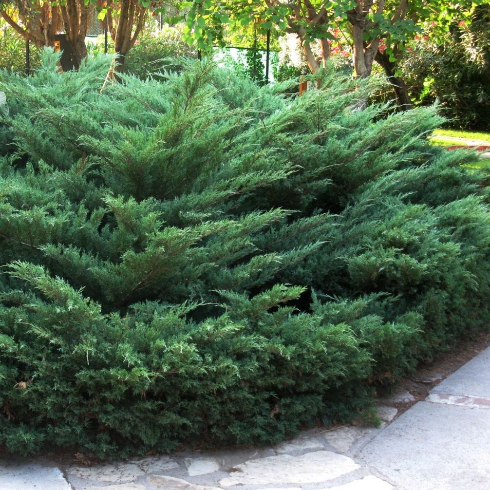 Juniperus_sabina_large.jpg