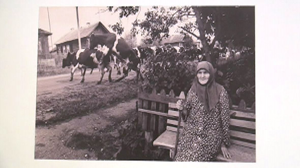 grandmother_and_cows.jpg