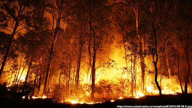 Как заработать на лесных пожарах