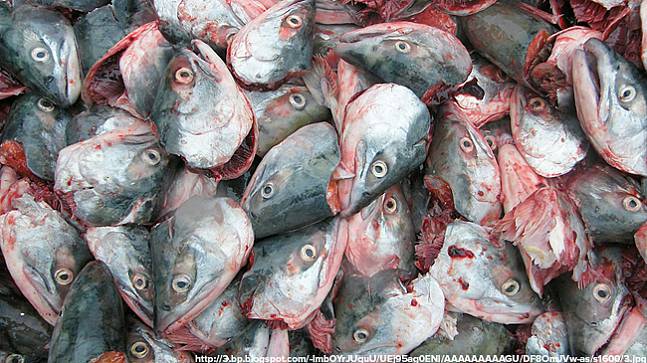 Вонючая переработка рыбы закрылась на 2 месяца