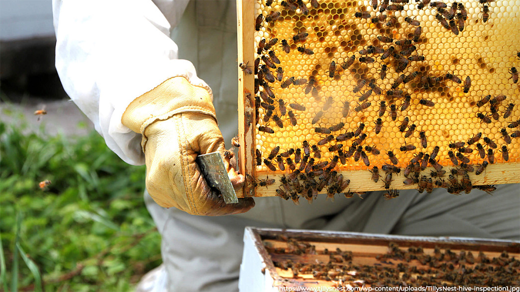 Во Владимирской области перестали массово гибнуть пчелы. И количество пасек сразу увеличилось