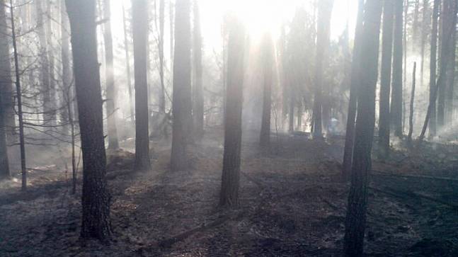 В МЧС обеспокоены лесными пожарами