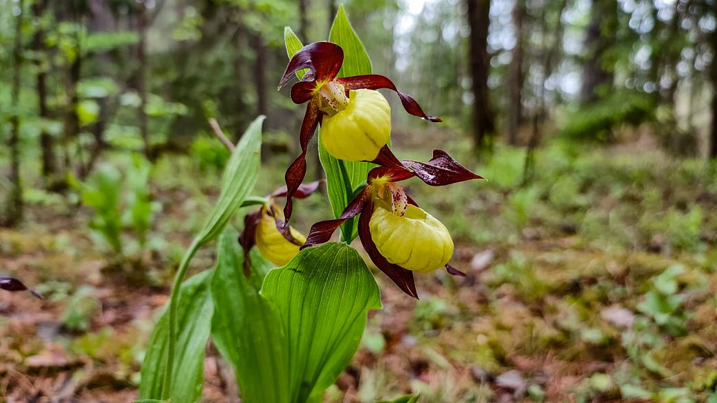 В Дюкинских карьерах Владимирской области после пандемии коронавируса возобновили экскурсии по миру краснокнижных орхидей