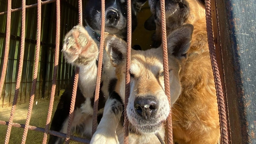 Главный ветеринар Владимирской области считает, что центр животных «Валента» должен закрыться по решению суда, а животных нужно определить в другие приюты
