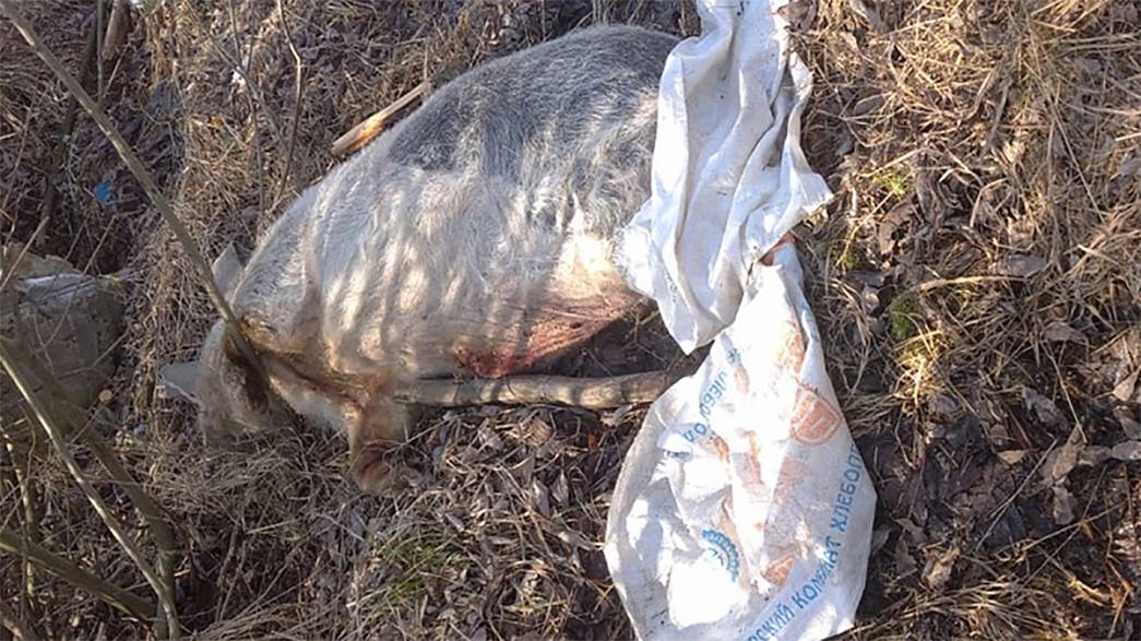 Трупы свиней, зараженных африканской чумой, выбросили в муромском лесу