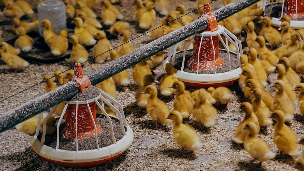 Птицефабрика «Центральная» полностью откажется от производства куриного мяса: до конца 2022 года кур вытеснят утки 