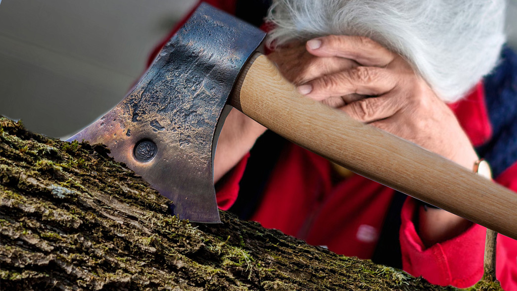 71-летнюю председательшу СНТ будут судить за вырубку леса возле дач