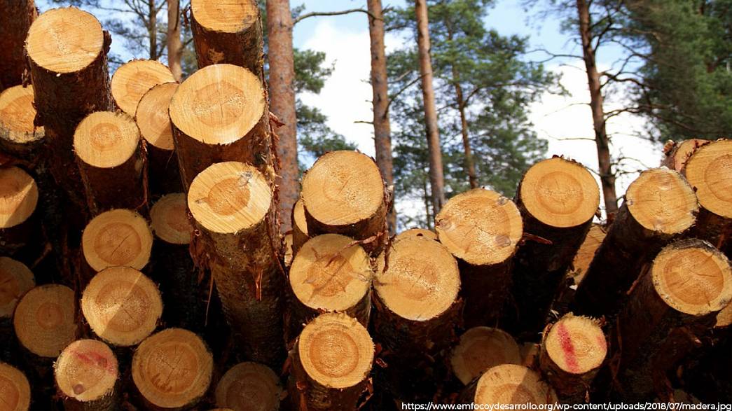 ФСБ разоблачила арендатора владимирского леса, который украл древесины почти на 1,5 миллиона рублей