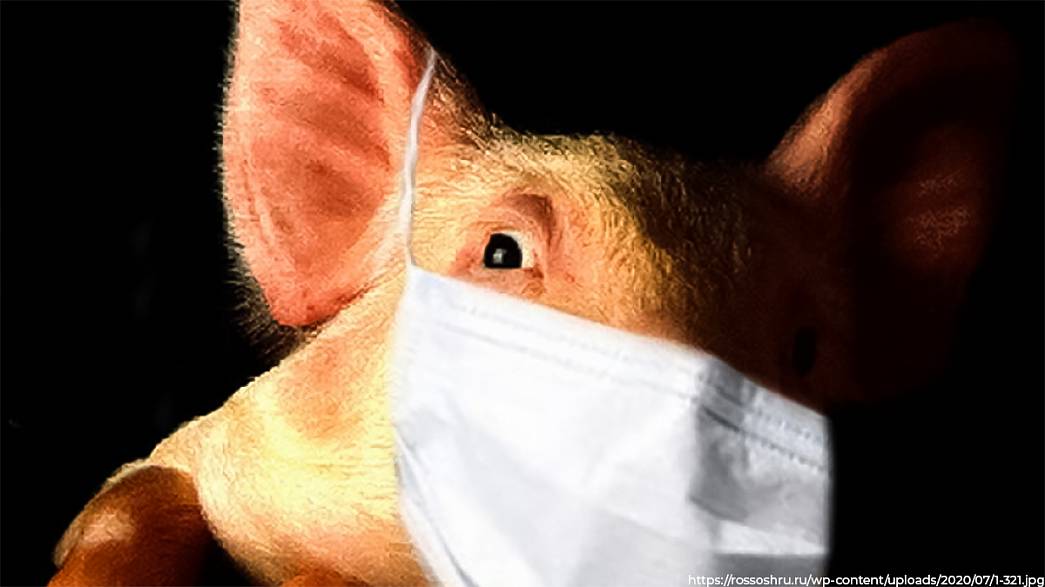 Во Владимирской области от африканской чумы пали уже 100 свиней. Центральные районы региона находятся в угрожаемой зоне 