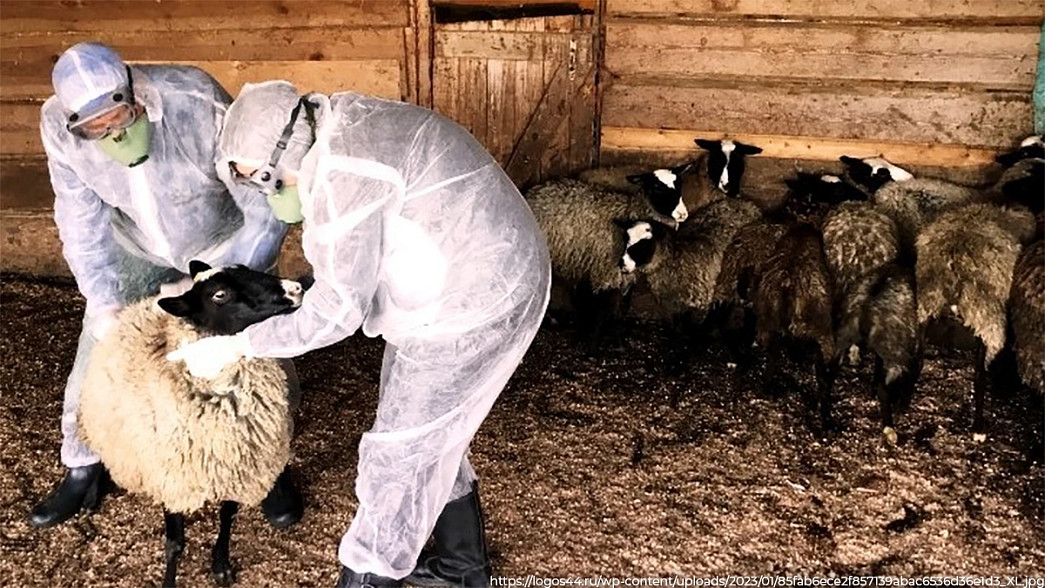 Во Владимирской области выявлен новый очаг оспы овец и коз