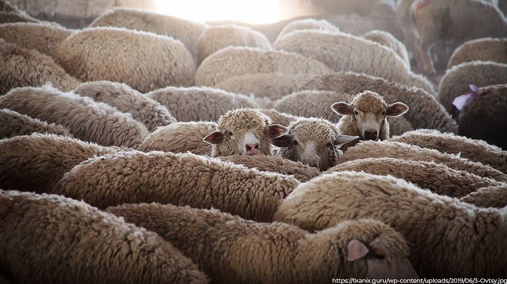 Во Владимирскую область незаконно привезли 156 овец. Нарушителя оштрафовали на три тысячи рублей — менее чем на 20 рублей за голову