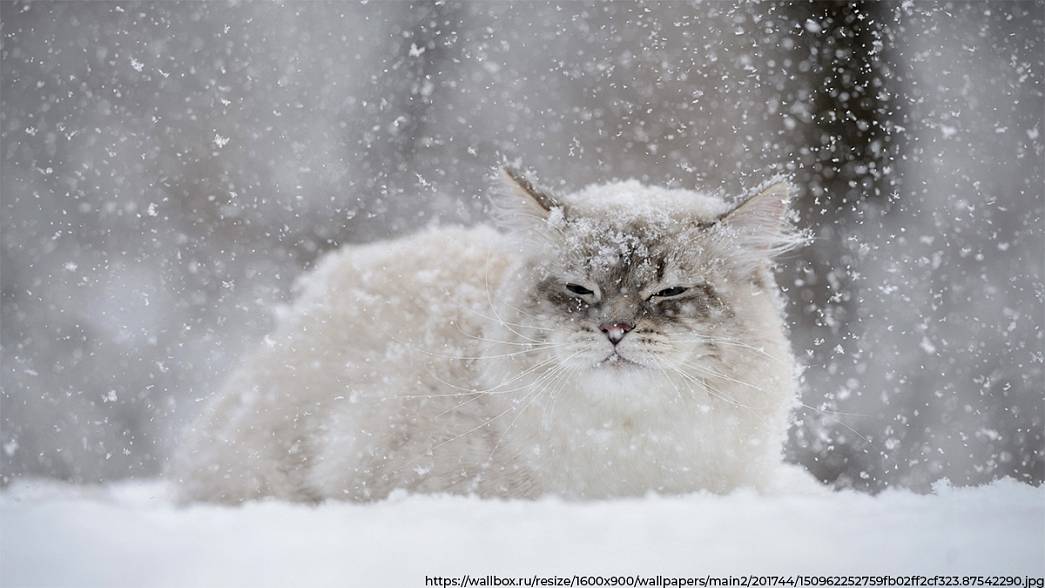 Владимирцам обещают снегопад с сильным ветром и гололедицу на дорогах