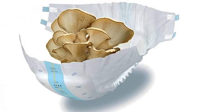Использованные памперсы дадут импульс развитию грибных ферм