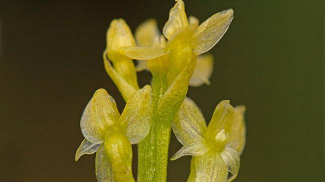 Мещёрскую орхидею включат в Красную книгу Владимирской области