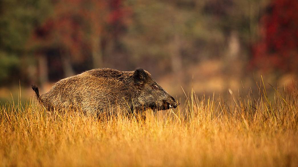 Во Владимирской области новый очаг африканской чумы свиней. И в этот раз не у домашних животных, а у диких кабанов