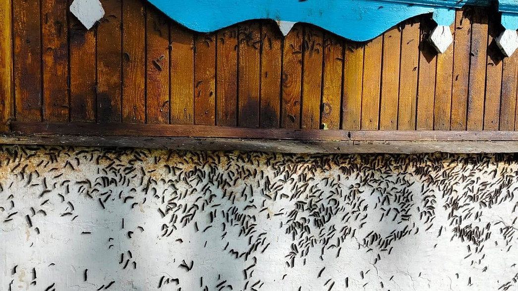 Собираются ли во Владимирской области бороться с нашествием гусениц непарного шелкопряда?