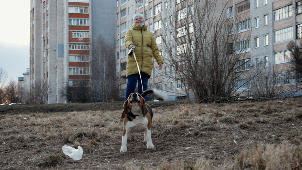 Владимирцам запретили выгуливать собак без поводка