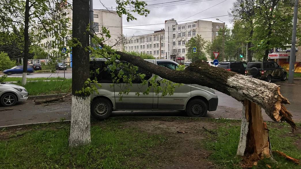 Мэрия Владимира заплатит за упавшее на автомобиль дерево