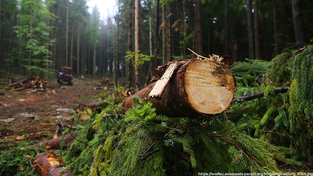 Владимирская область вошла в ТОП-10 регионов, в которых интенсивнее остальных вырубают лес