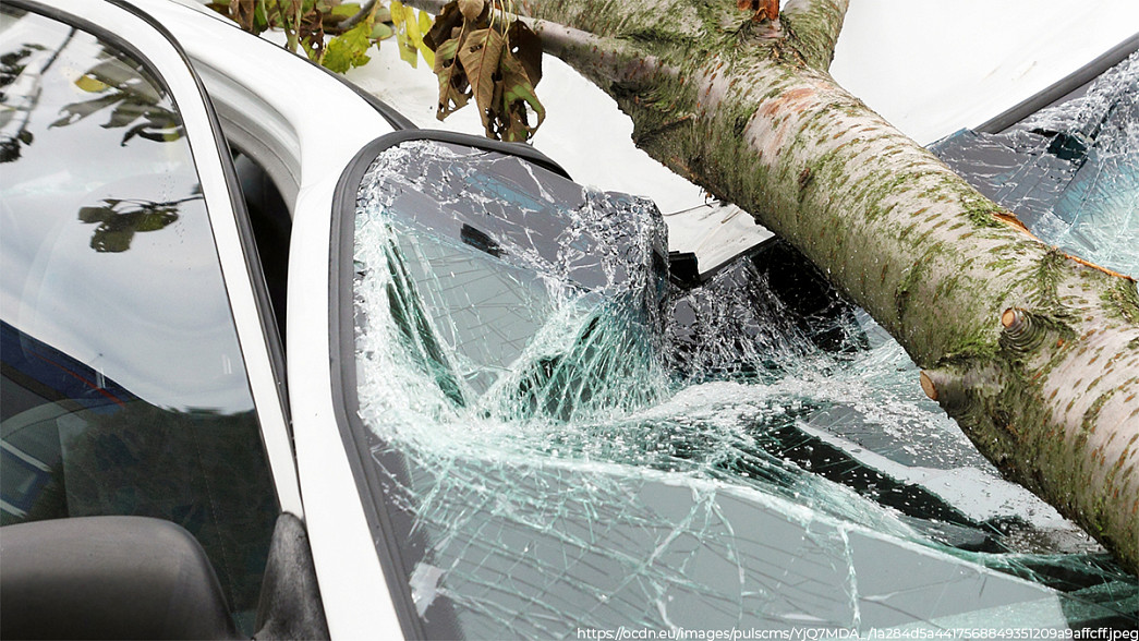 Житель Владимирской области только через суд смог добиться компенсации за упавшее на автомобиль дерево