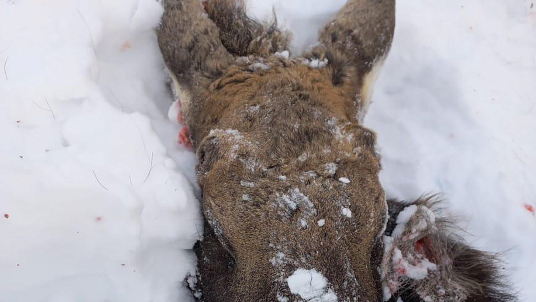 В вязниковском заказнике рядом с зубрятником браконьеры убили лося