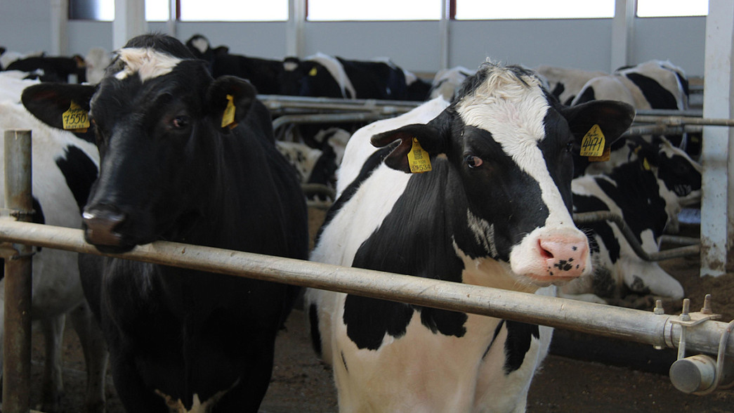 Во владимирском Ополье появилась новая современная ферма на 600 коров