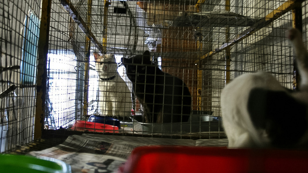 Суд принял решение о закрытии во Владимире приюта для животных «Валента»