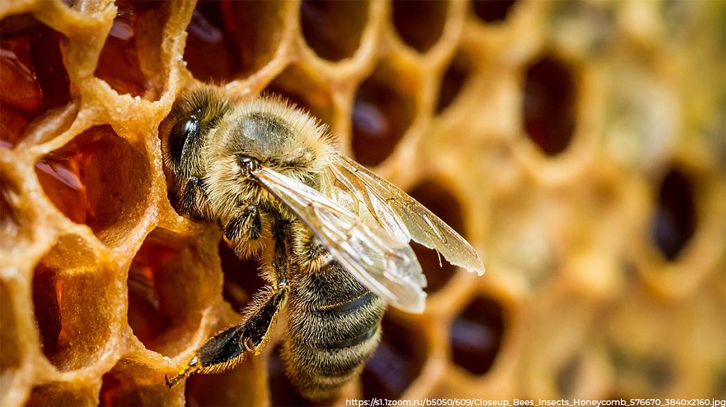 Сладкий парадокс. Пчел во Владимирской области становится меньше, а меда пасечники собирают все больше