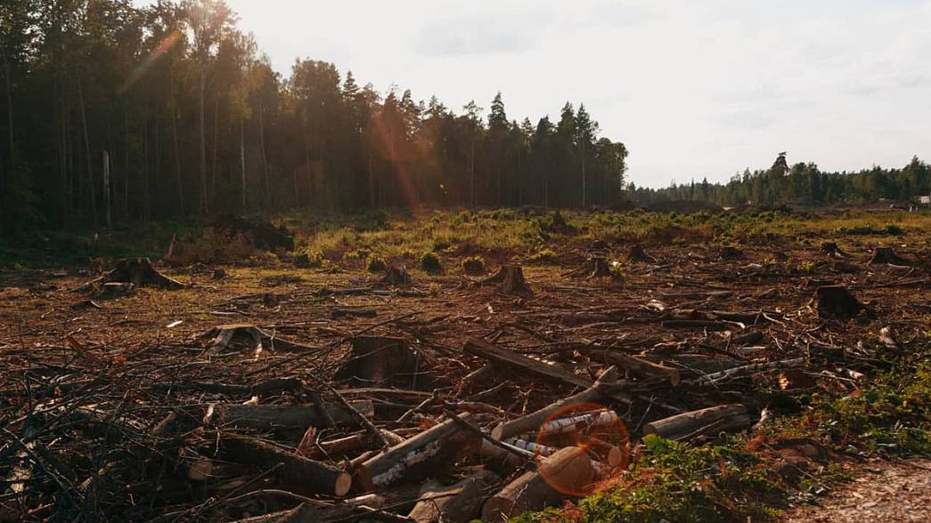 Масштабную высадку деревьев вместо вырубленного под автотрассу М-12 владимирского леса планируют начать в следующем году