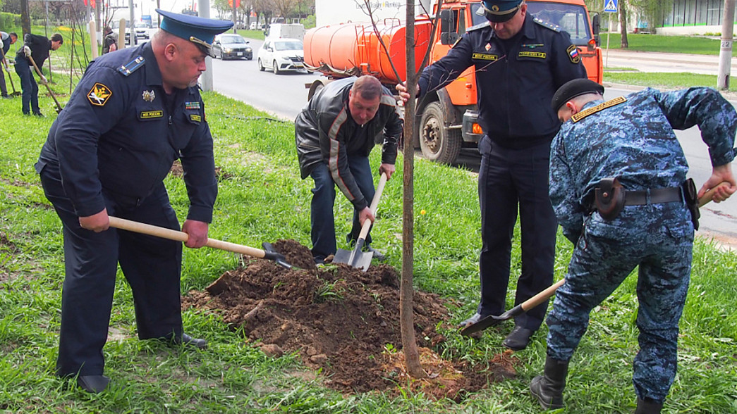 Во Владимире закончился весенний этап высадки деревьев по муниципальной программе