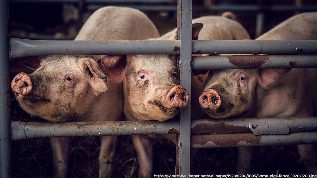 Во Владимирской области новый очаг африканской чумы свиней — в Камешковском районе