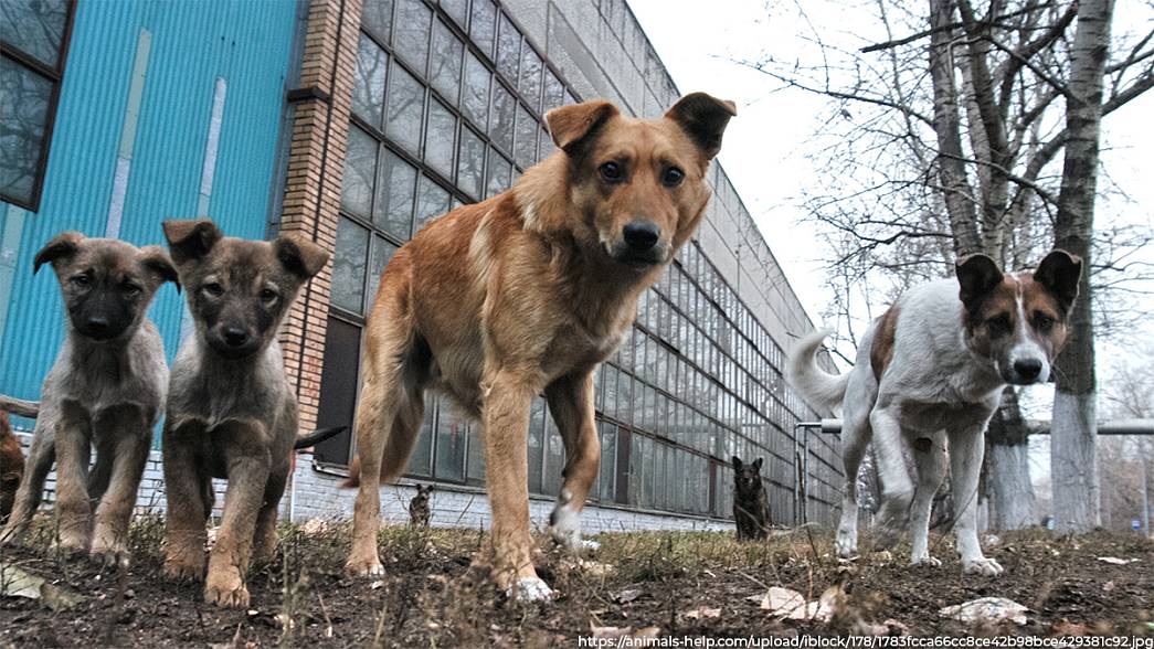 Во владимирском бюджете есть 53 миллиона рублей на строительство приюта для бездомных животных, но самого приюта нет, так как население против
