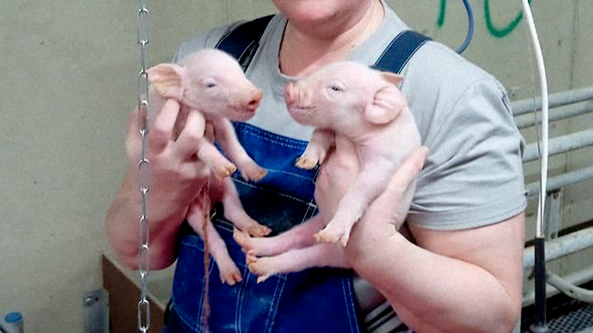 Возрожденный свинокомплекс в Александрове начал продавать первых свиней