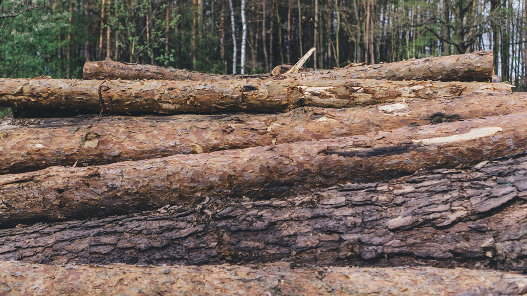 В меленковских лесах завелись «черные лесорубы»