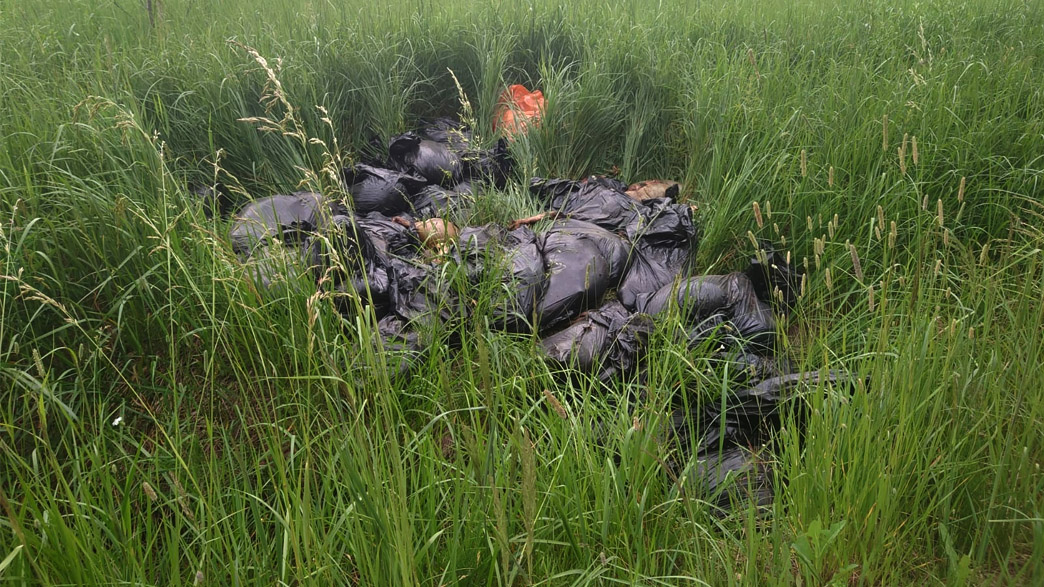 Во Владимирской области утилизировали останки бараньих туш, выброшенных неизвестными на обочине дороги после праздника Курбан-байрам