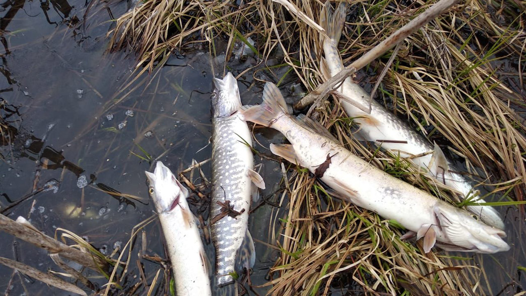 В реликтовом озере Поганое - массовый мор рыбы. Жители считают, что сельхозпредприятие в селе Весь Суздальского района допустило слив навоза
