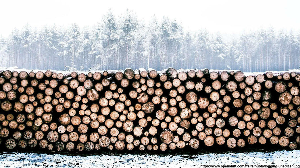 Нефти нет, зато есть лес. Экспорт древесины из Владимирской области продолжает расти