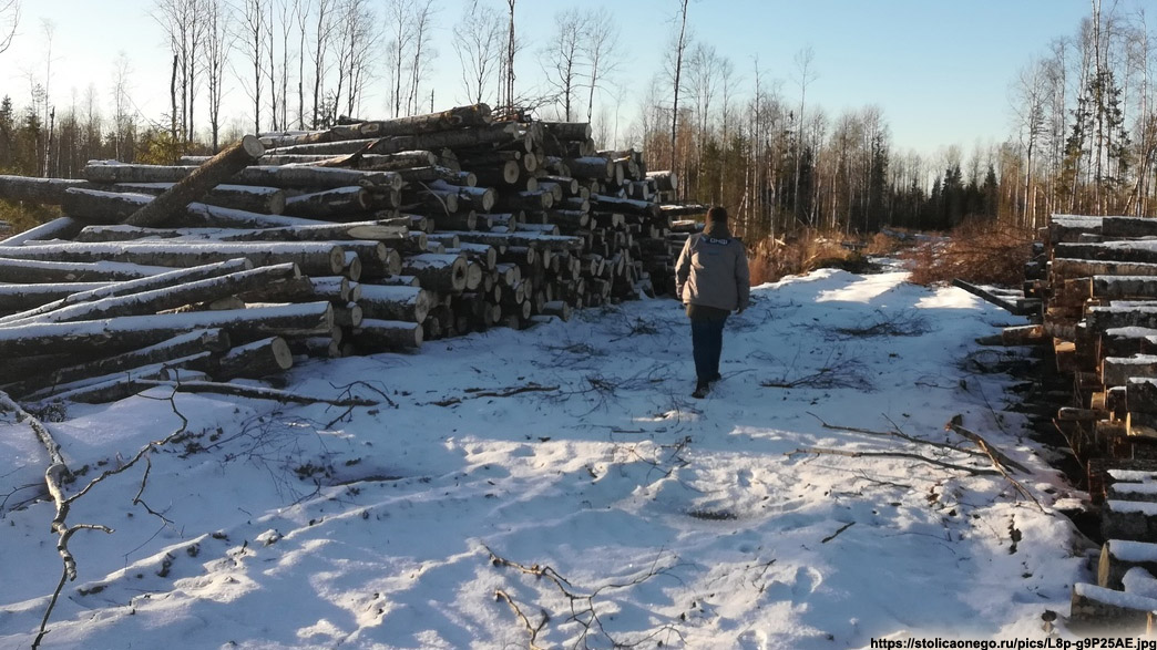 Бизнесмен срубил на арендованном муниципальном участке в 100 раз больше деревьев, чем ему разрешили