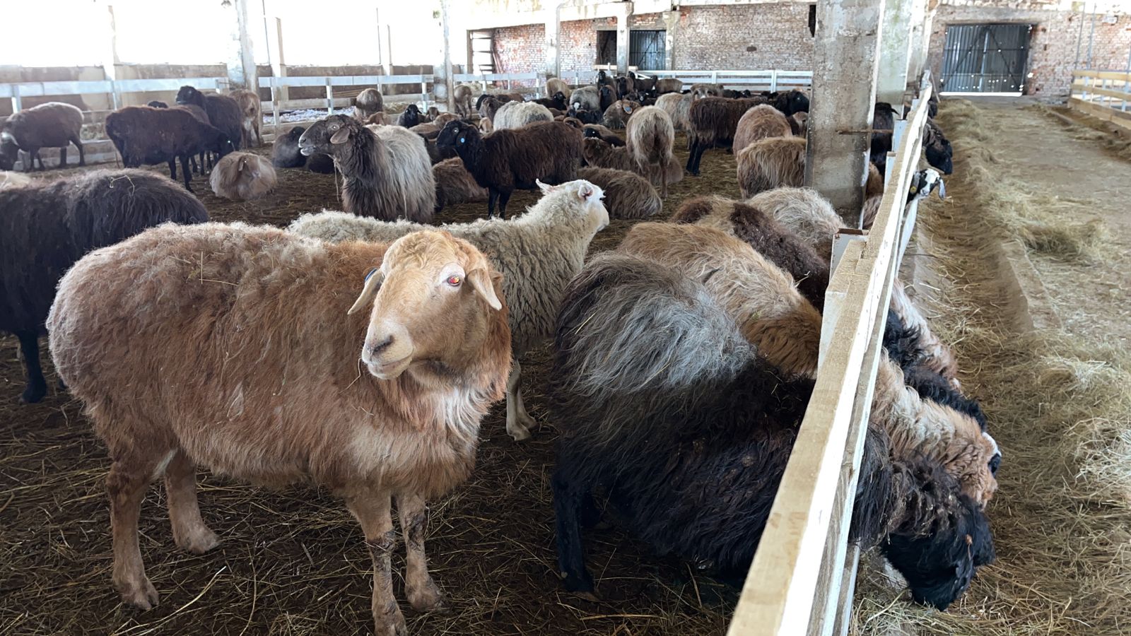 Томский фермер выиграл грант и начал разводить овец эдильбаевской породы