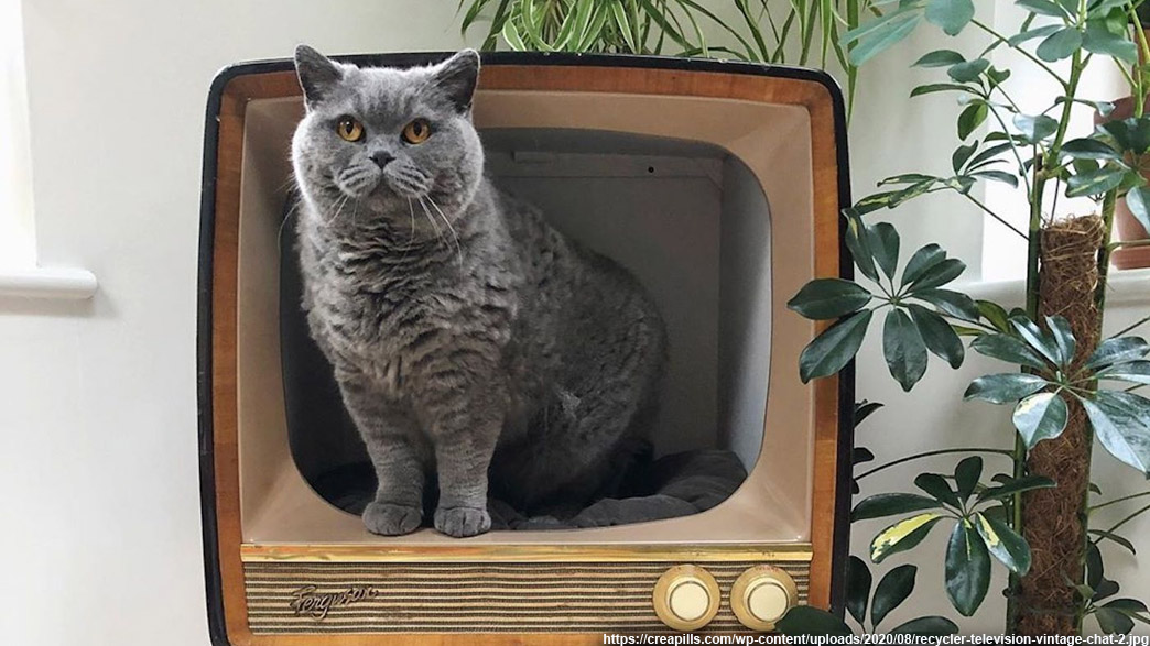 В отместку за кошку квартиросъемщик продал телевизор хозяина