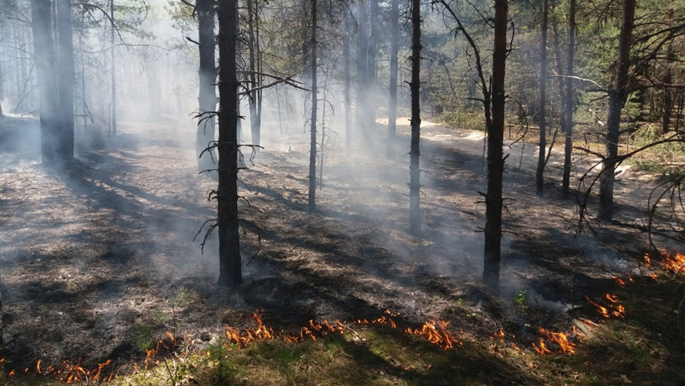 Можно ли сейчас в лесу. Низовой Лесной пожар. Низовой пожар Хакасия. Устойчивый низовой пожар. Беглые низовые пожары.