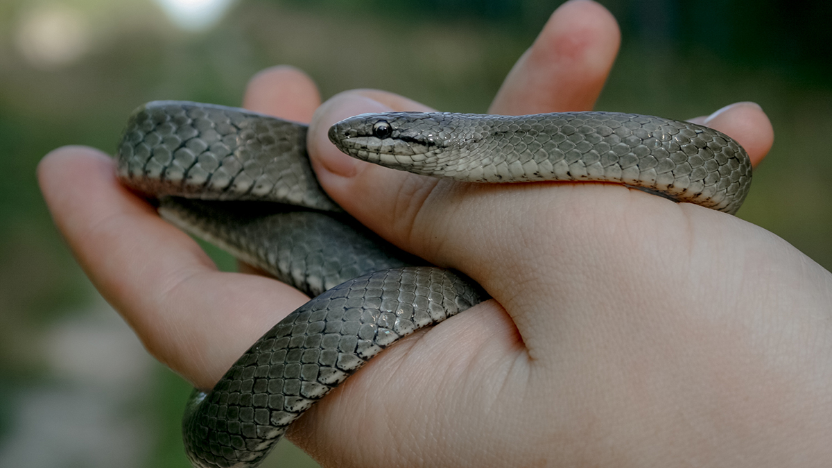 Медянки во владимирских лесах: мифы и правда о неядовитой краснокнижной змее