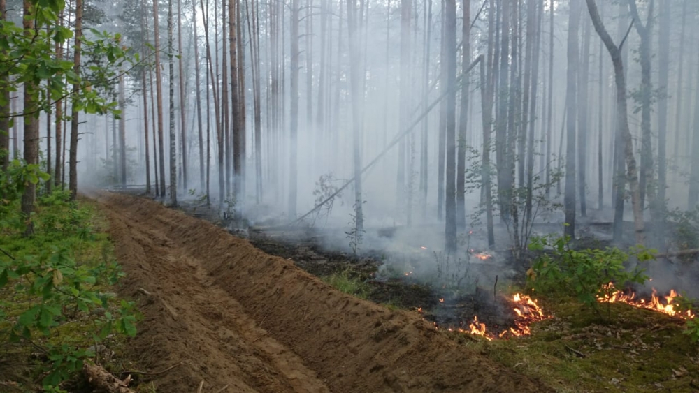 Картинки низового лесного пожара