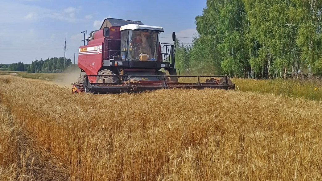 Владимирские аграрии начали жатву зерновых
