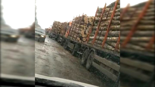 Во Владимирской области массово вырубают лес