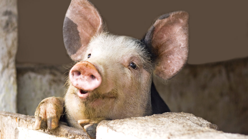 В Муромском районе выявлен уже третий очаг африканской чумы свиней