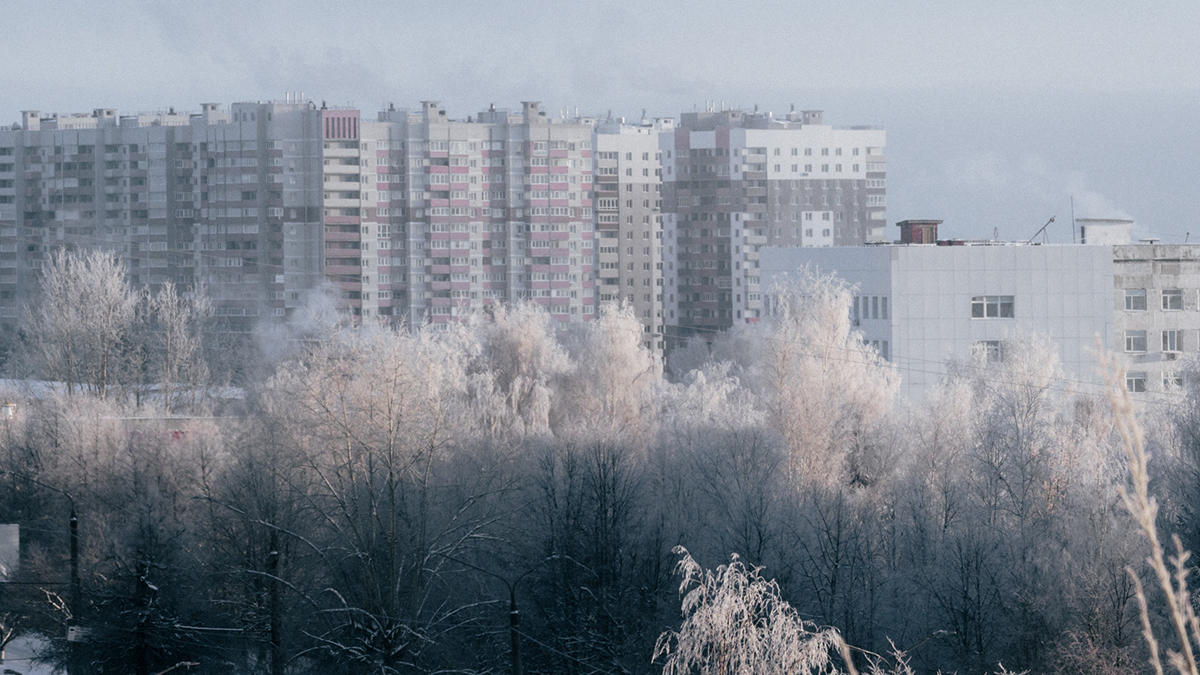 Где находится самый большой «человейник» Владимирской области | 18.01.2024  | Владимир - БезФормата