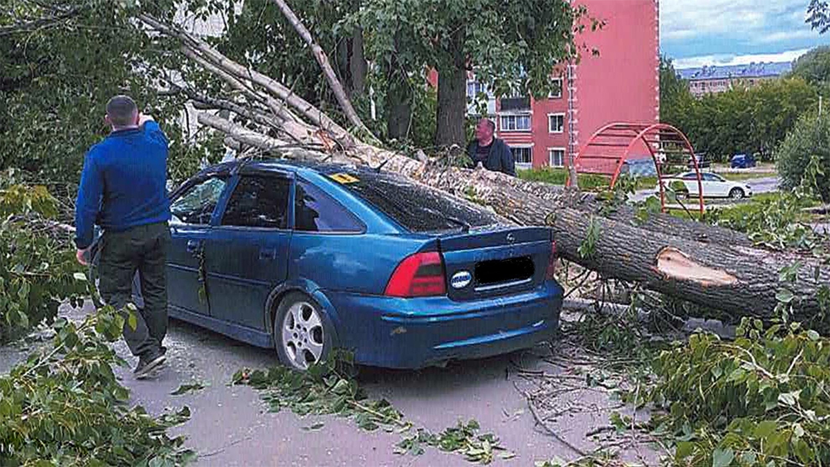 Жительнице Камешково заплатят 170 тысяч из-за упавшего на её автомобиль дерева